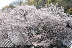 屋根桜