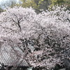 屋根桜