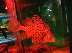 赤い魚