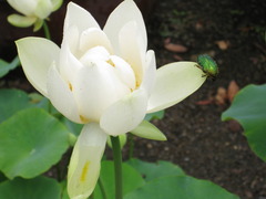 共存