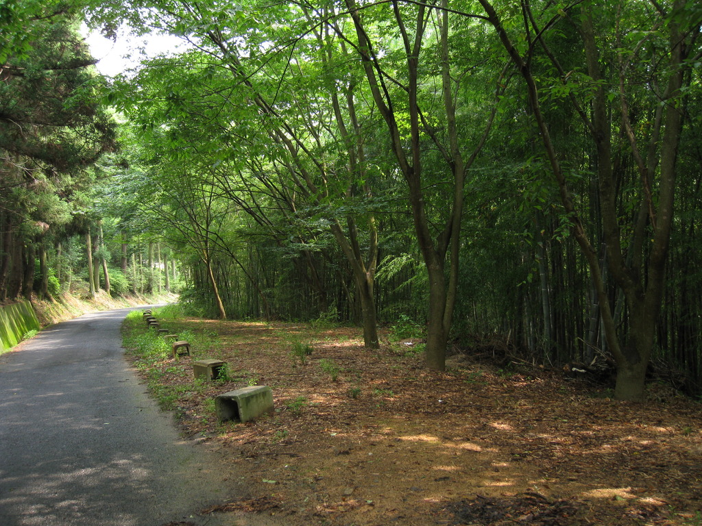 竹林散歩道