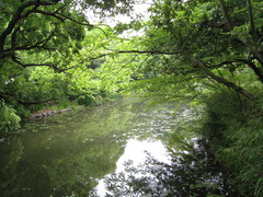 新緑川景色