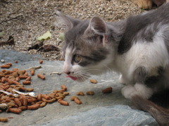 可愛い野良猫の場合2