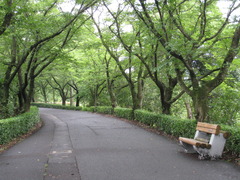 緑街道