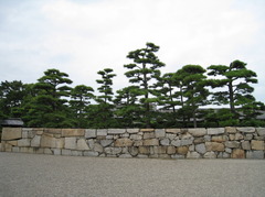 石垣の松
