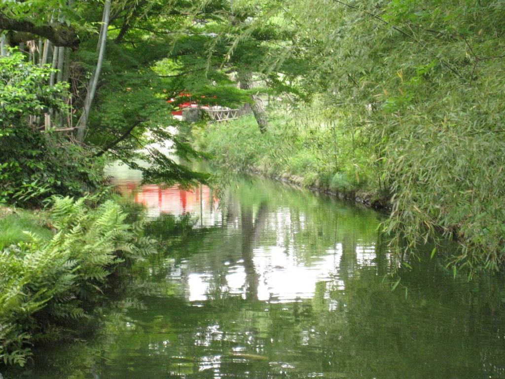 木々映す川面