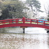 花見風情　赤橋