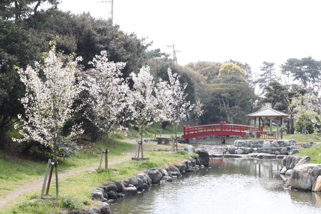 花見風情　池
