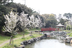花見風情　池