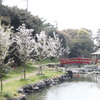 花見風情　池
