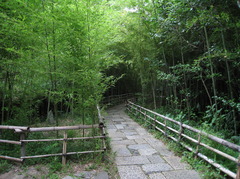 いざなう竹