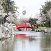 花見風情　川