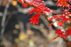 岩手山麓