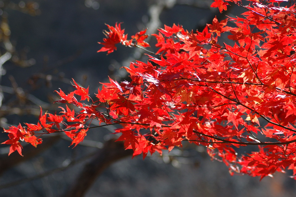 岩手山麓