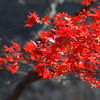 岩手山麓
