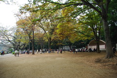 井の頭公園の秋