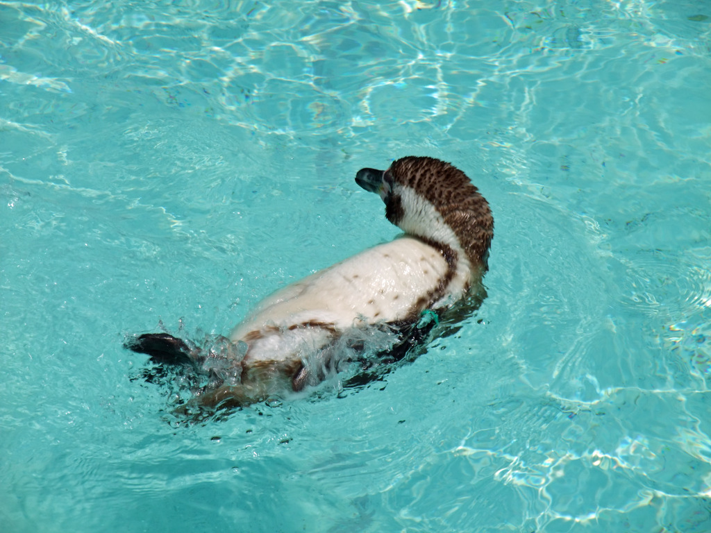背泳ぎペンギン