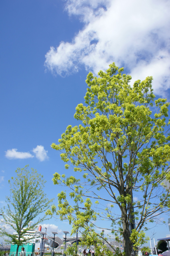 夏空