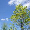 夏空