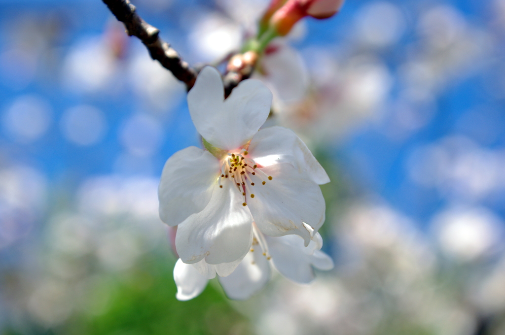 春・桜