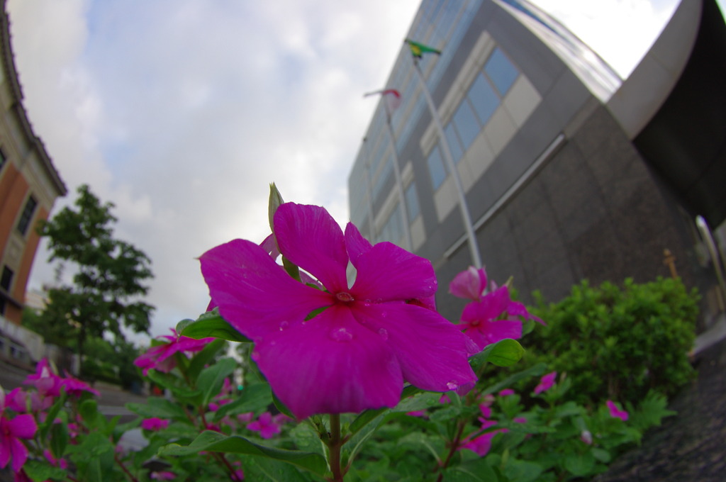 FISH-EYE　街の花