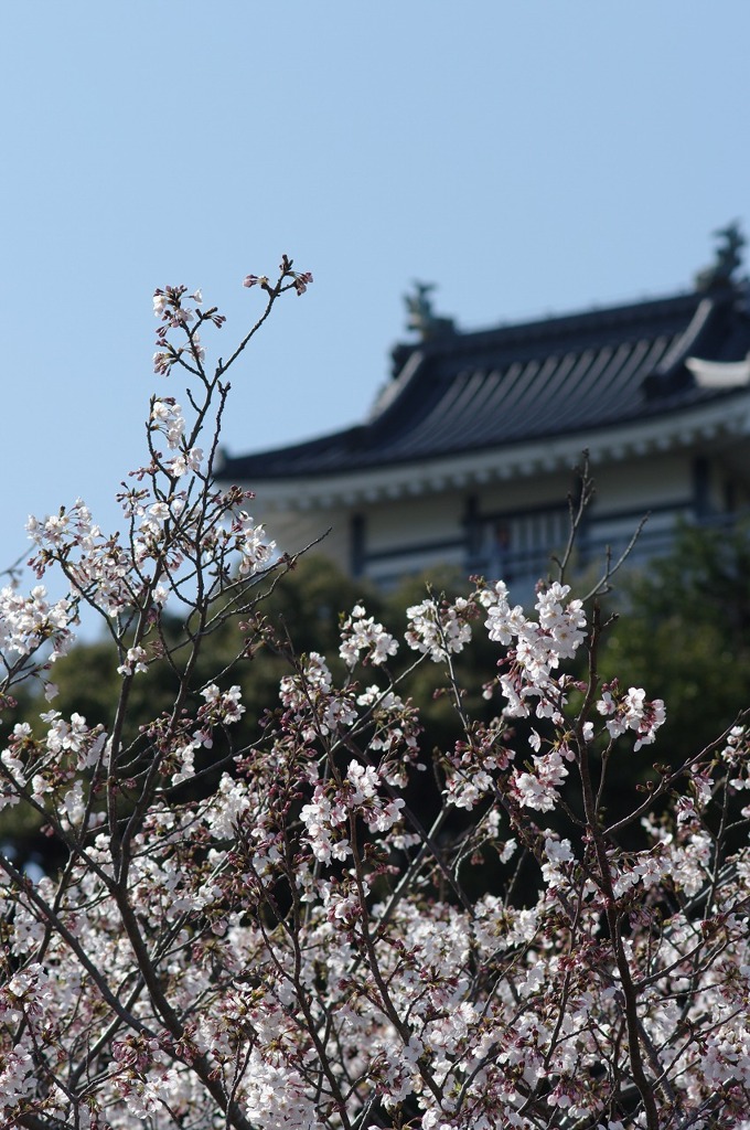 桜２