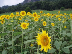 太陽に向かって