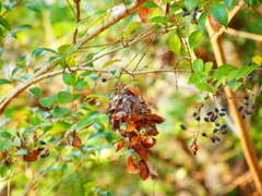 蜘蛛の巣にからまる葉