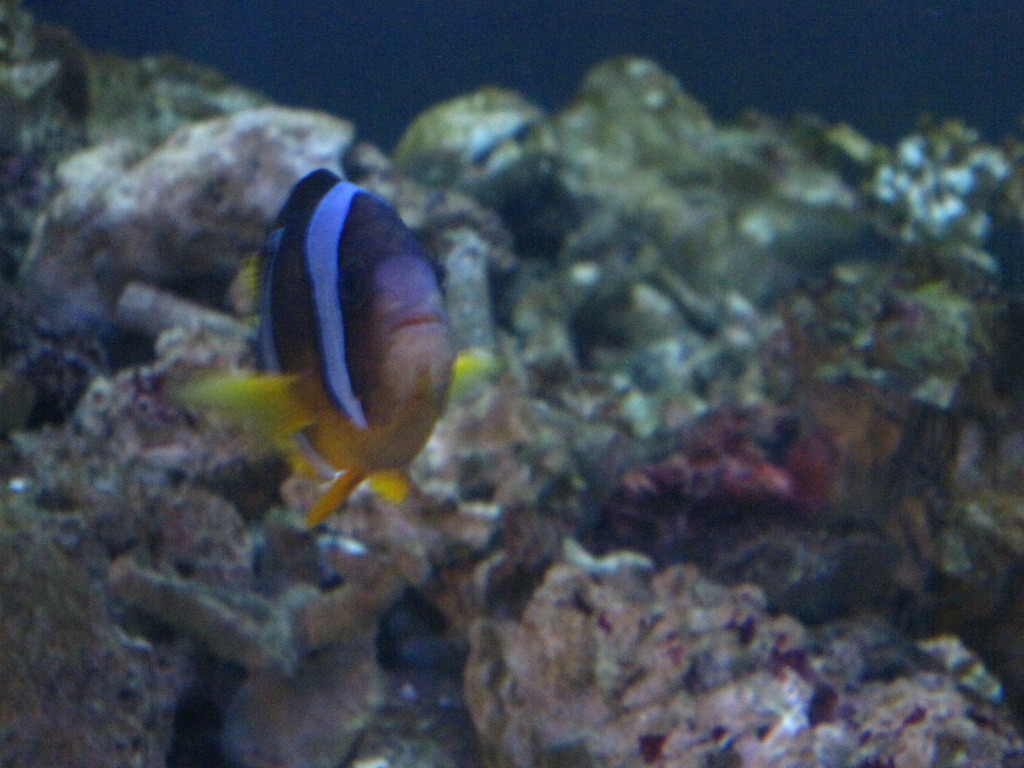 きになるのか見つめる魚