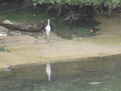 水目に立つ鳥