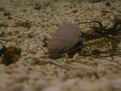 海の団子虫