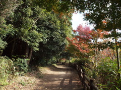 近所の公園散歩道