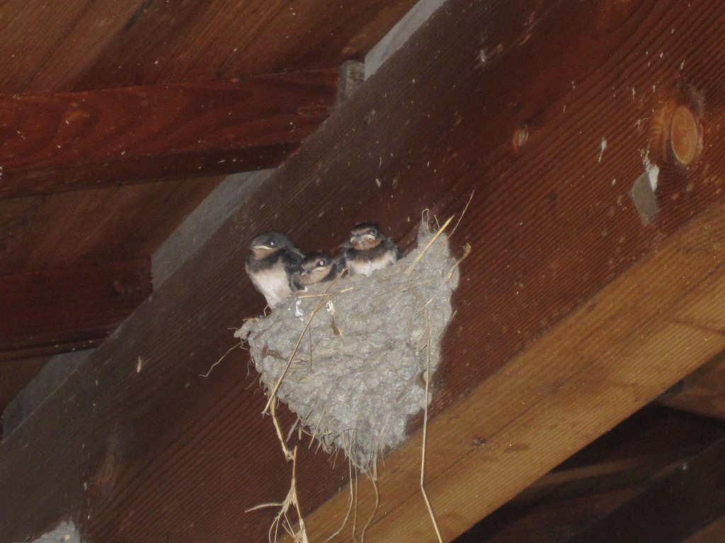 まだ巣立たないツバメ