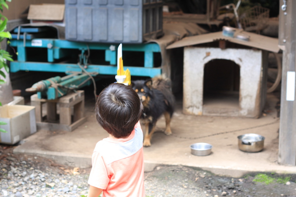 犬と闘う