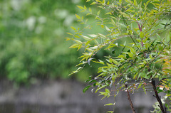 長雨