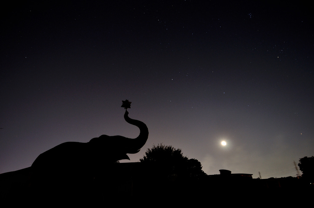 象の像、夜