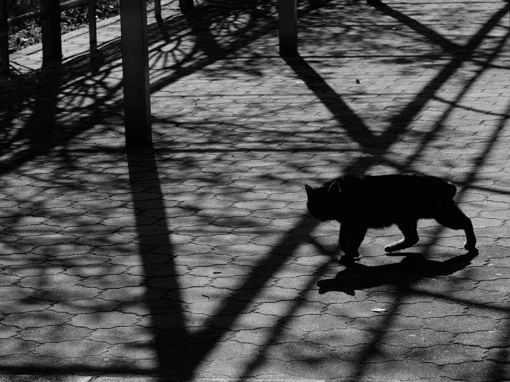 猫のいる風景