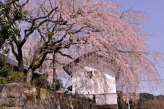 枝垂れ桜