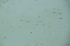横浜港の生き物１