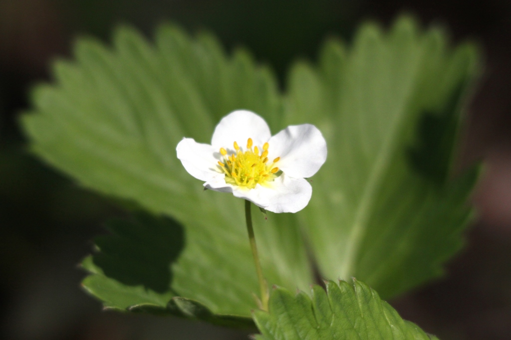 苺の花