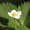 苺の花