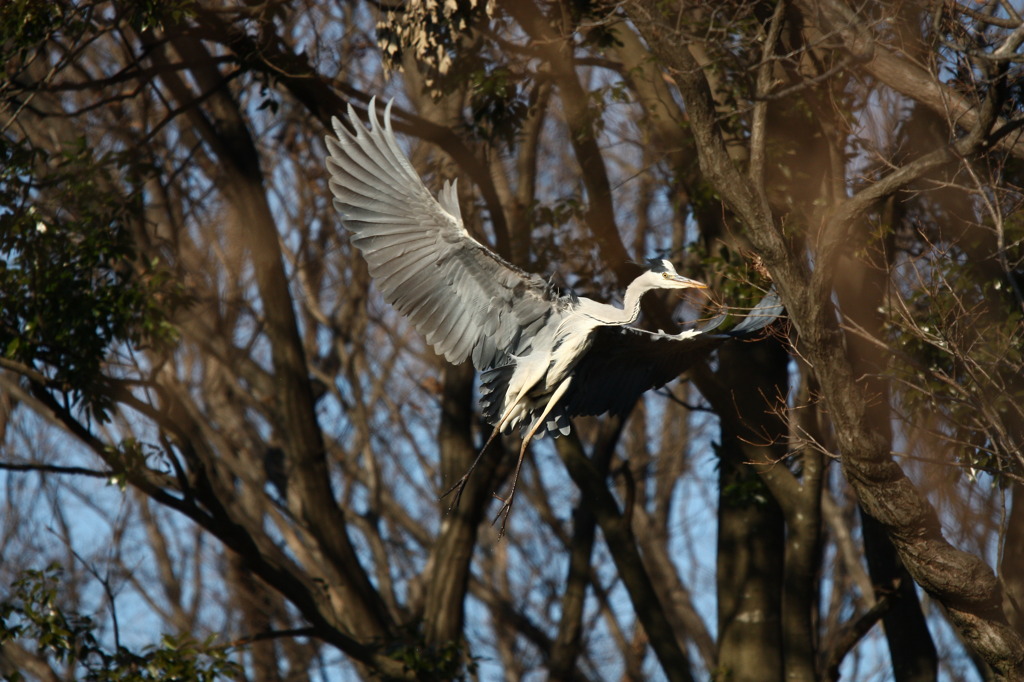 怪鳥か？