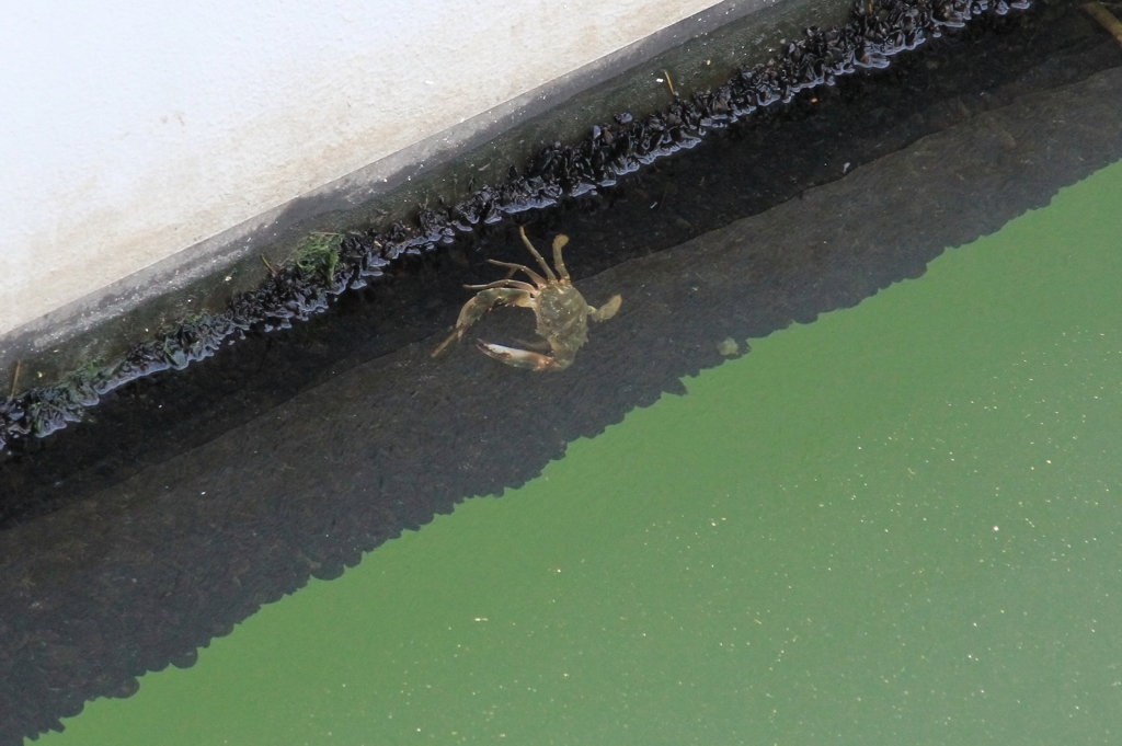 横浜港の生き物４