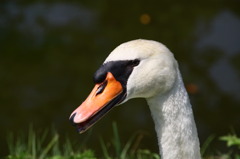 真夏の冬鳥