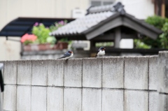 お早う！ツバ子