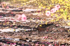 花よりごはん