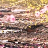 花よりごはん