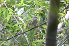 ウグイス見つけた！でもピンを外した・・・