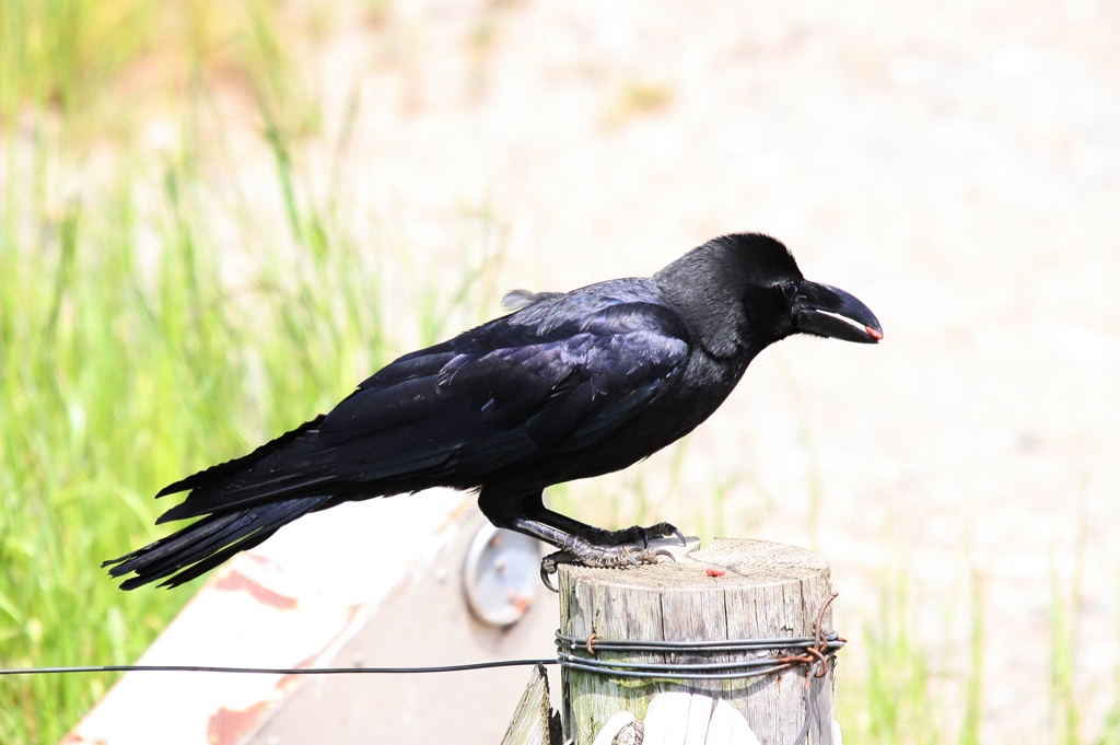 ハシブトカラス