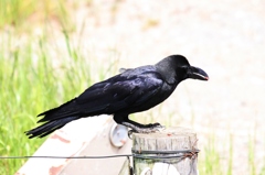 ハシブトカラス